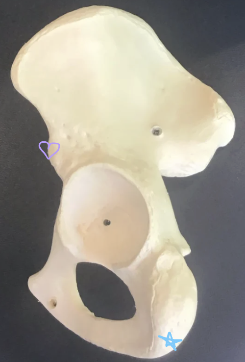 <p>Purple heart: What is this structure? What muscle originates here and what is its function?</p><p>Blue star: What is this structure? What muscle group originateshere?</p>