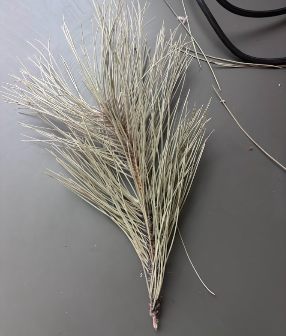 <ul><li><p><strong>Diploid (2n)</strong></p></li><li><p><strong>Sporophyte</strong></p></li><li><p>Entire tree = sporophyte generation</p></li><li><p>Produces both male and female cones</p></li></ul><p></p>