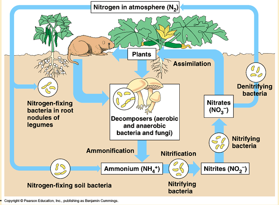 <p>Sink AND Pool: the atmosphere</p><p></p><p>Prokaryotes important: N2 fixing bacteria convert N2 to NH3 —> not all organisms can use NH3</p><p>Nitrifying bacteria convert NH3 to NO2(nitrate) or NO3(nitrite) —> NO3 (nitrite) is the form that is usable by most species </p><p>Three fates of NO3</p><p>1.NO3 is assimilated into plants and passed to animals when animals eat them</p><p>2. NO3 is denitrified and passed back to the atmosphere. </p><p>3. Denitrifying fungi and bacteria convert NO3 back to NH3 and it is recycled in the food web</p><p></p>
