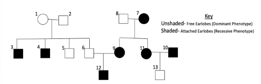 <p><strong>[Refer to the pedigree at the top of the page when answering this question]:</strong><span> Person 1 and 2 have one child whose genotype cannot be confidently determined with the information provided. Which child is uncertain (list their #), and what could their genotypes be?&nbsp;</span></p>