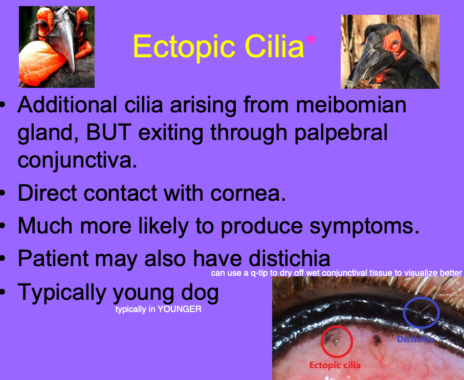 <p>typically young and may also have distichia.</p>
