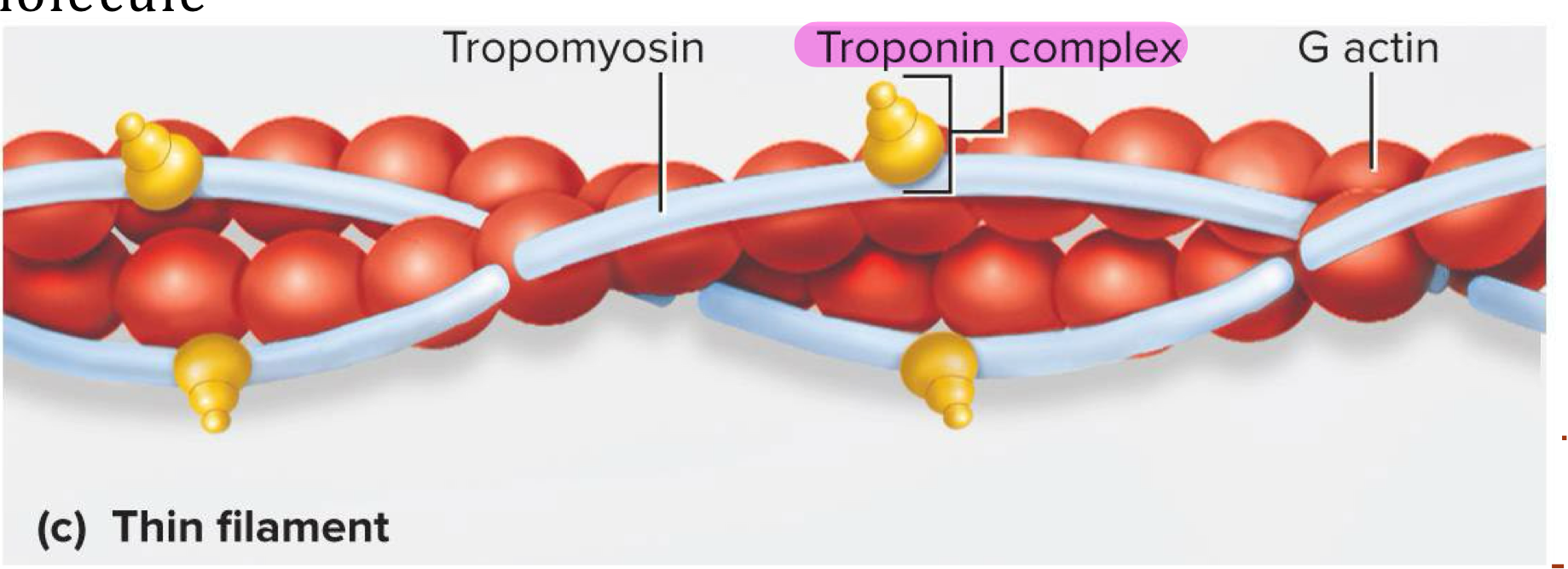 <p>Small calcium binding protein on each tropomyosin molecule → when calcium binds to troponin, the tropomyosin molecules move and uncover the myosin binding sites on actin strands</p>