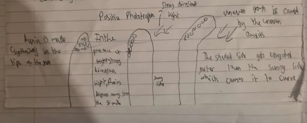 knowt flashcard image