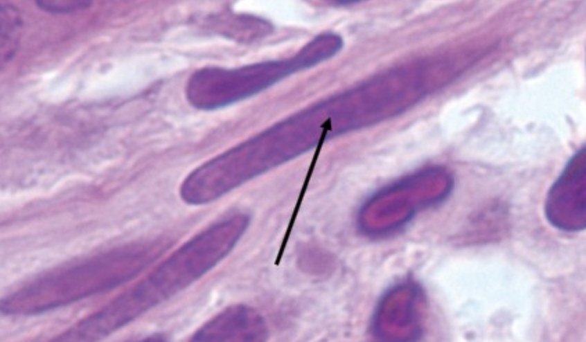 <p>identify the cell indicated by the pointer</p>