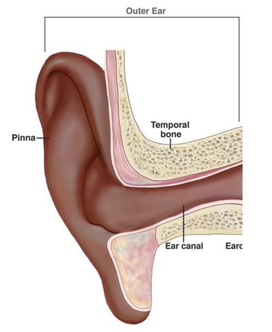 <p>The visible outer part of the ear; collects sound waves from the environment and directs them down the auditory canal.</p>