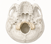 <p>Features of the occipital bone where the spine meets the head.</p>