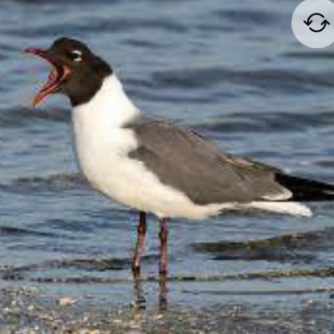 <p>Laughing gull</p>