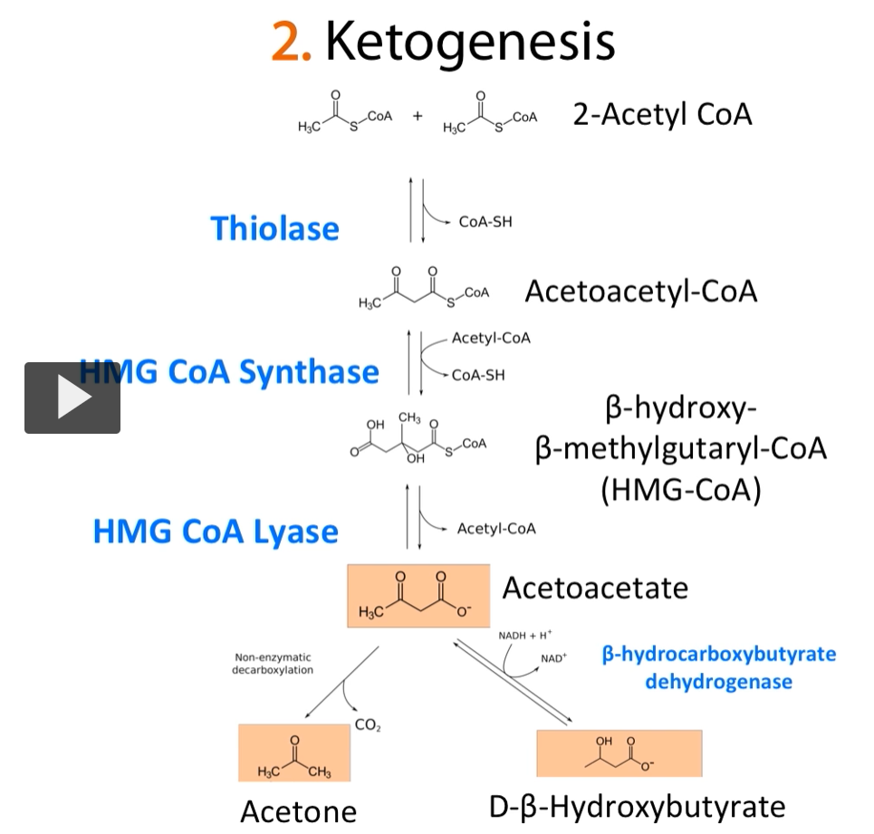 <p>Again, here is a <strong>different type of diagram</strong> for you to have the <strong>chemical structures </strong>of the <strong>compounds </strong>that go into this <strong>ketone body formation.</strong></p>