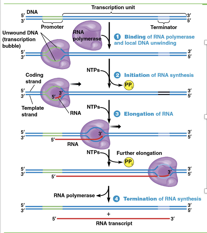 <p><span>•RNA polymerase binds to a DNA promoter site, a sequence of several dozen base pairs that determines where RNA synthesis will start</span></p><p><span>•The terms <strong>upstream</strong> and <strong>downstream</strong> refer to sequences located toward the 5′ or 3′ end of the transcription unit, respectively</span></p>