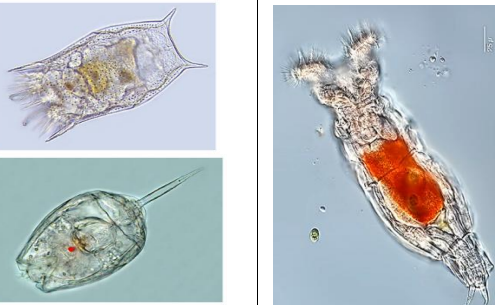<p>Animales microscópicos que habitan en casi cualquier lugar donde haya agua (dulce, salada, exremófila…). Juegan un papel clave en la cadena trófica, ya que utilizan lo cilios de su corona para filtrar partículas, pero también pueden masticar con su mastax bacterias, algas unicelulares y otros protozoos. </p>