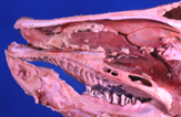 <p>diagnostico etiologico (bovino)</p>