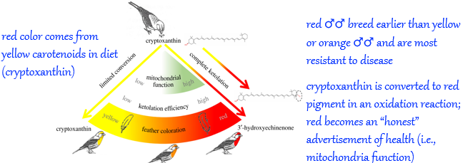 <ul><li><p><u>condition-dependent traits</u>: “honest” advertisement of male performance or genetic quality</p><ul><li><p>e.g., red color in male house finches</p></li></ul></li><li><p>male songs as condition-dependent traits</p><ul><li><p>e.g., swamp sparrow produce trills as part of song</p><ul><li><p>trills involve sound at multiple frequencies with rapid vocal tract movements</p></li><li><p>vocal performance: upper limit to trade-off between trill rate and frequency </p></li><li><p><span data-name="female" data-type="emoji">♀</span>︎<span data-name="female" data-type="emoji">♀</span>︎ solicited more to <span data-name="male" data-type="emoji">♂</span>︎<span data-name="male" data-type="emoji">♂</span>︎ with high vocal performance</p></li></ul></li></ul></li></ul><p></p>