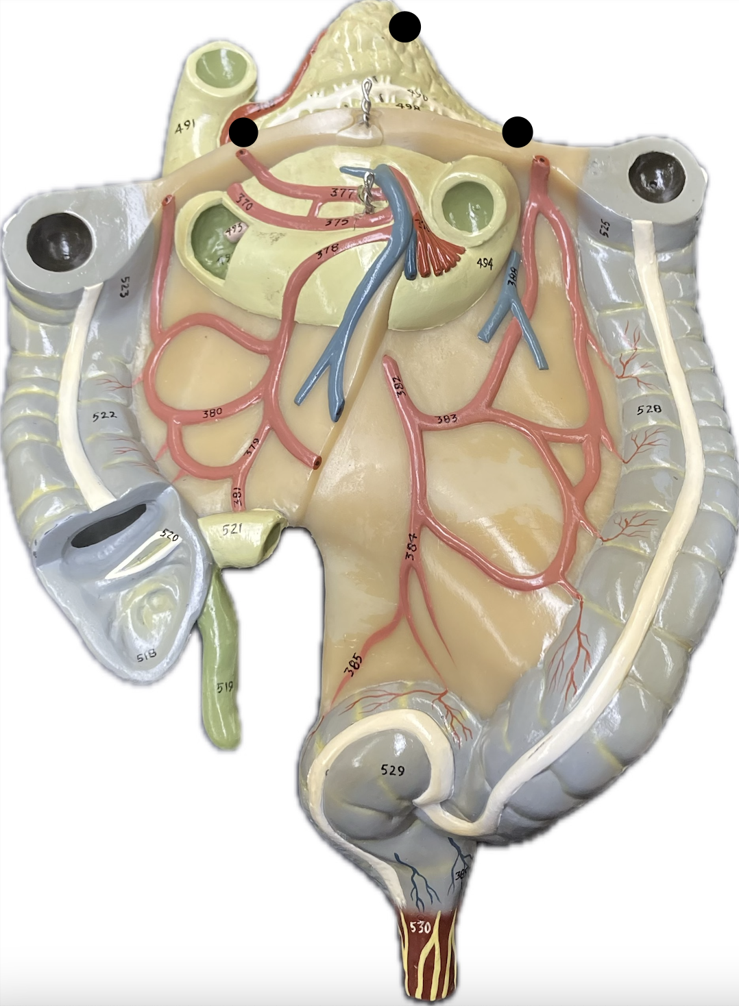 <p>Pancreas:</p>
