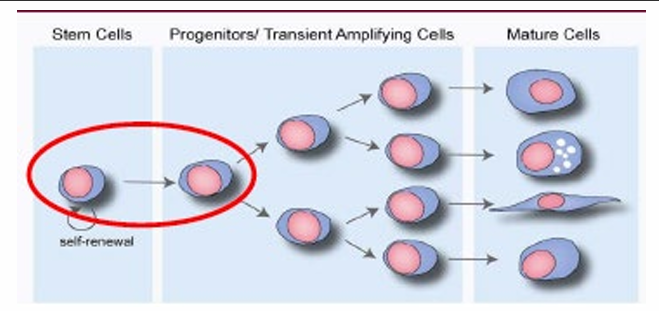 <p>What activates a quiescent adult stem cell?</p>