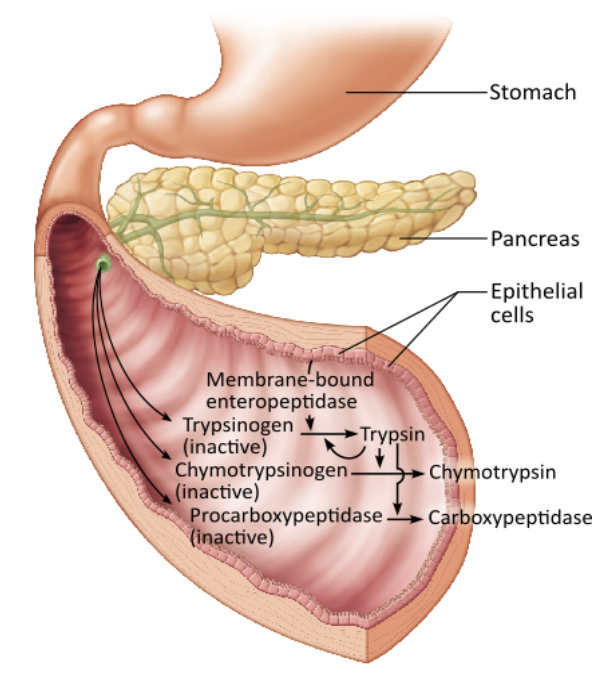 <p><span>Which chemical activates the transformation of trypsinogen to trypsin?</span></p><table style="min-width: 25px;"><colgroup><col style="min-width: 25px;"></colgroup><tbody><tr><td colspan="1" rowspan="1" style="margin: 0px; padding: 0.3em; position: relative;"><p>amylase &nbsp; &nbsp; &nbsp; &nbsp;</p></td></tr><tr><td colspan="1" rowspan="1" style="margin: 0px; padding: 0.3em; position: relative;"><p>chymotrypsin &nbsp; &nbsp; &nbsp; &nbsp;</p></td></tr><tr><td colspan="1" rowspan="1" style="margin: 0px; padding: 0.3em; position: relative;"><p>enteropeptidase &nbsp; &nbsp; &nbsp; &nbsp;</p></td></tr><tr><td colspan="1" rowspan="1" style="margin: 0px; padding: 0.3em; position: relative;"><p>carboxypeptidase &nbsp; &nbsp;</p></td></tr></tbody></table><p></p>