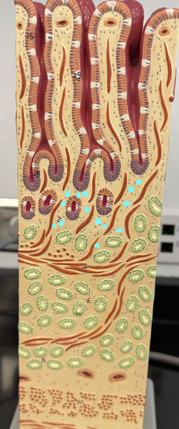 <p>Areolar CT, blood vessels, lymph vessels and nodules</p>