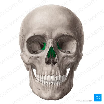 <p>What part of the skull is this? </p>