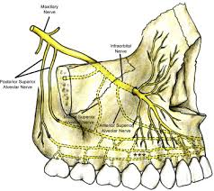 <p>middle superior alveolar nerve</p><p>anterior superior alveolar nerve</p><p>given off in the infraorbital canal</p>