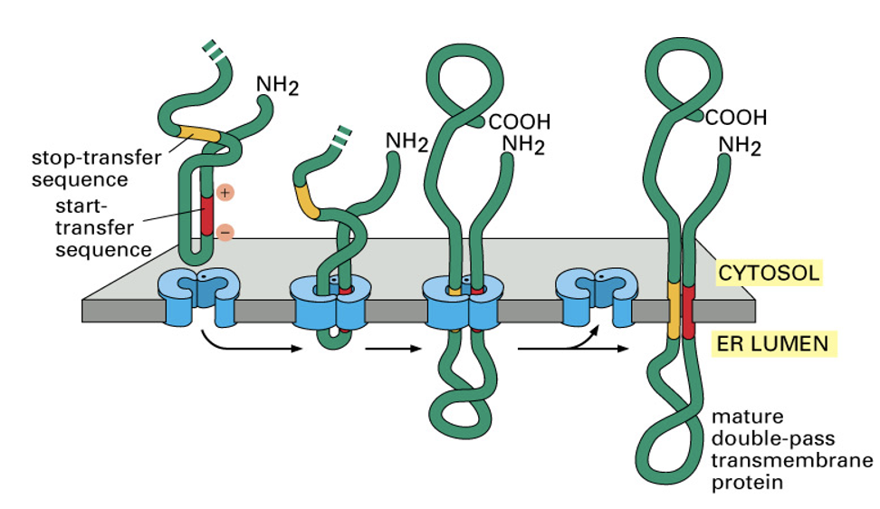 <ul><li><p>Double-pass proteins: Cross ER membrane twice</p></li><li><p>Multipass proteins: Cross ER membrane multiple times</p></li><li><p>These proteins contain multiple hydrophobic sequence that directs their insertion into membrane</p></li><li><p>Steps of multipass transmembrane proteins</p><ul><li><p>1) A start-transfer sequence initiates movement of protein into ER</p></li><li><p>2) A stop-transfer sequence stops movement into ER lumen</p></li><li><p>3) Another start-transfer sequence can initiate translocation again to enter ER lumen again</p></li><li><p>4) Another stop-transfer sequence can stop translocation and stop proteins from entering again</p></li><li><p>5) Repeated start-transfer and stop-transfer sequences creates multiple membrane-spanning regions</p></li><li><p>Final result: protein crosses ER membrane multiple times</p></li></ul></li></ul><p></p>