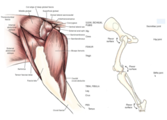 <p>flexor of the hip</p><p>extensor of the stifle</p>