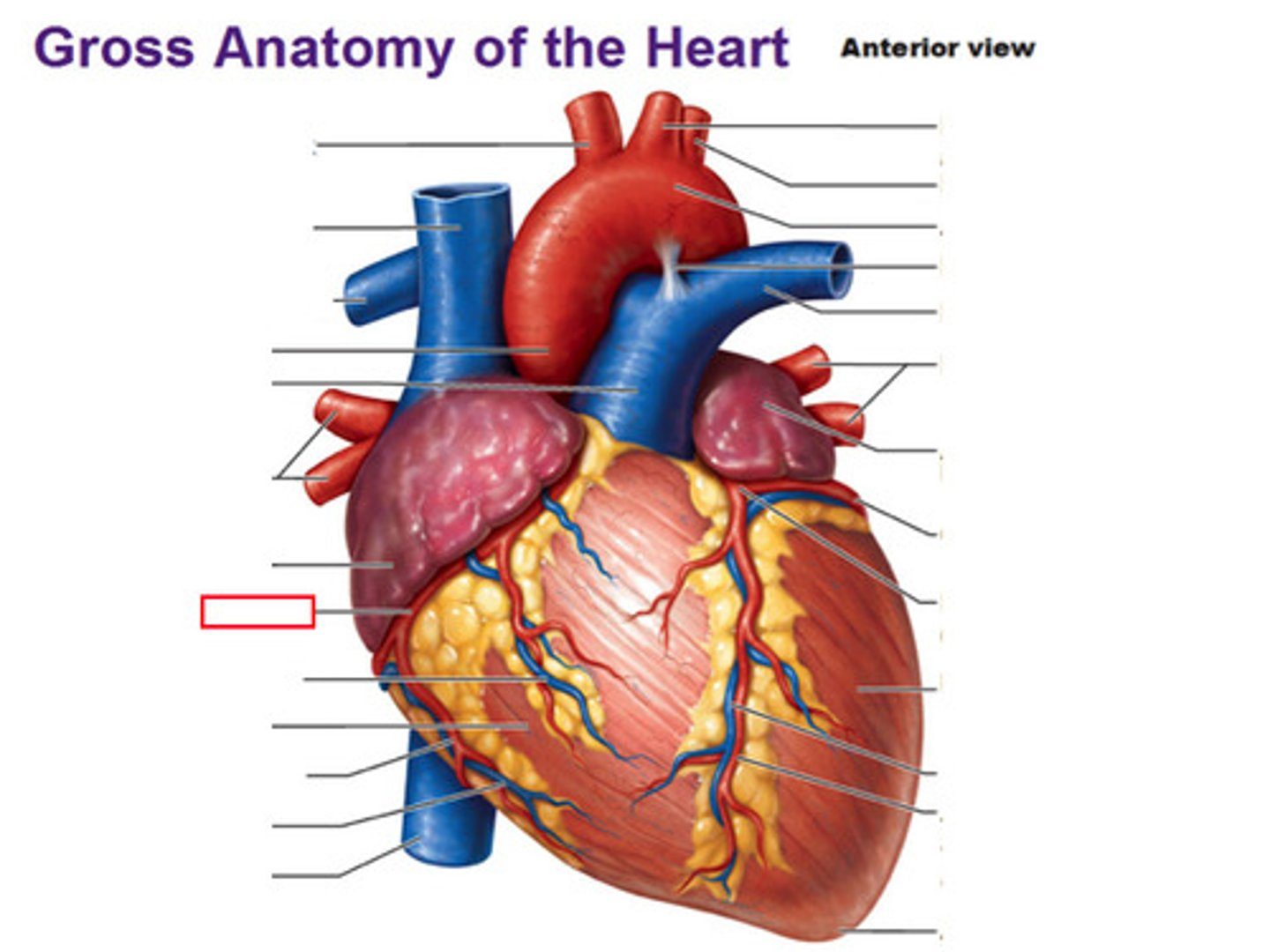 <p>right coronary artery</p>