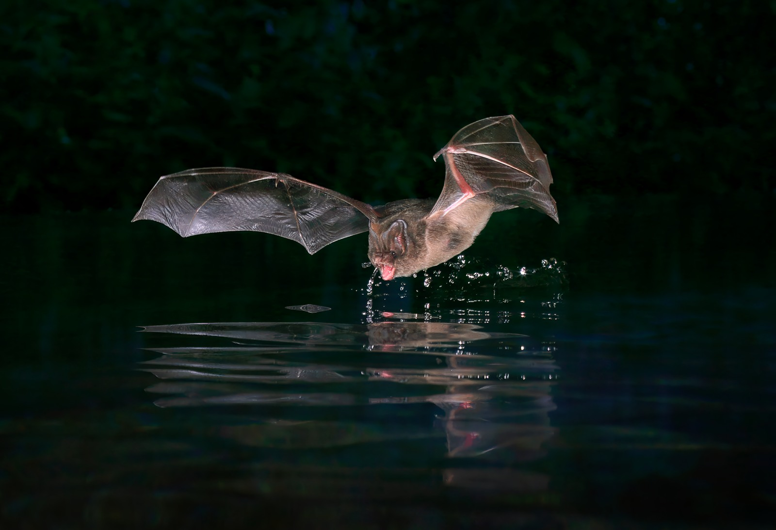 <p><span>Kroppslängd:&nbsp;45–60 mm</span></p><p><span>underarm:&nbsp;31–43</span></p><p><span>vingspann:&nbsp;245–280 mm</span></p><p></p><p><span>Ganska vanlig</span></p>