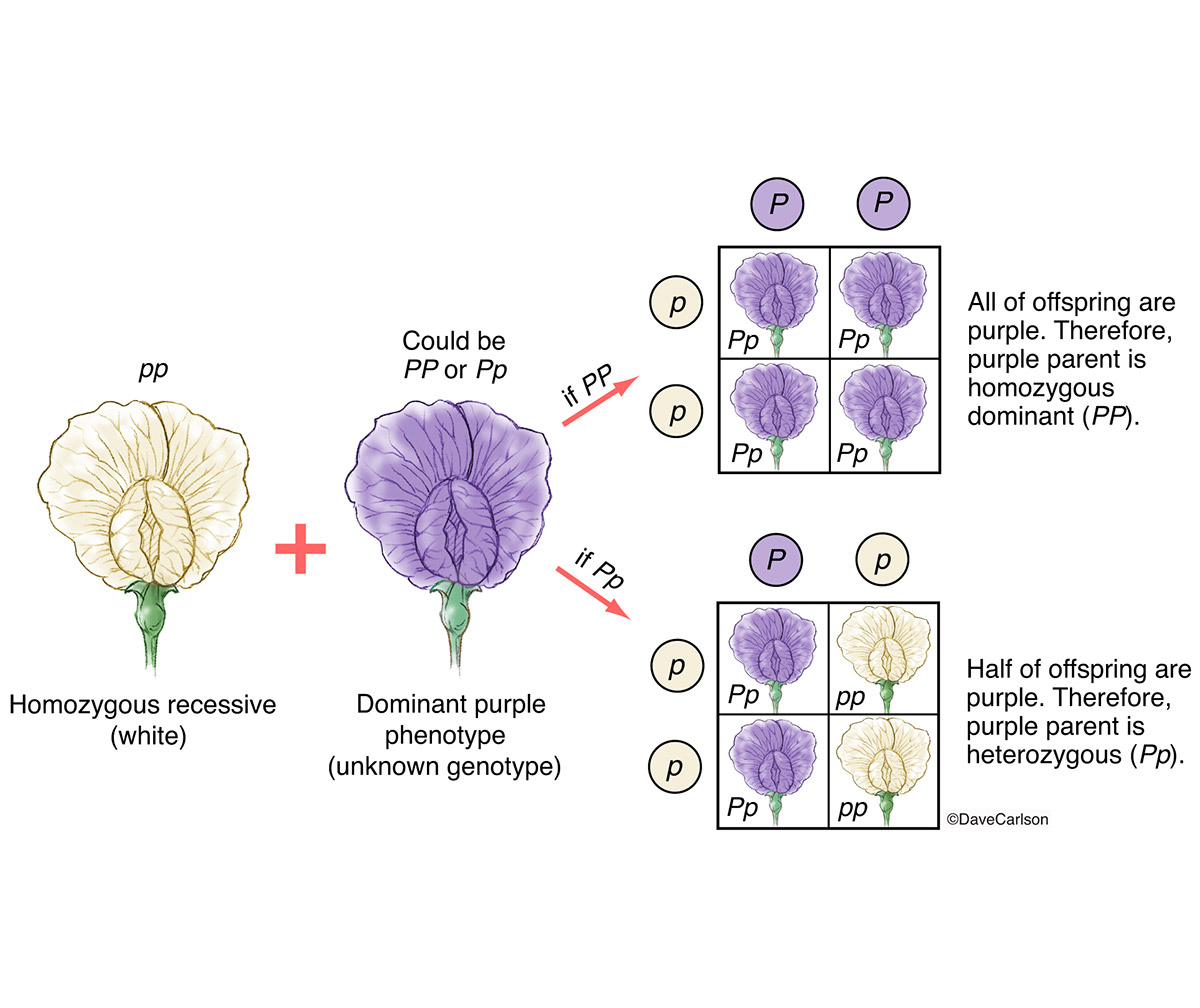 <p>a breeding experiment used to determine the genotype of an individual with a dominant phenotype by crossing it with a homozygous recessive individual. </p>