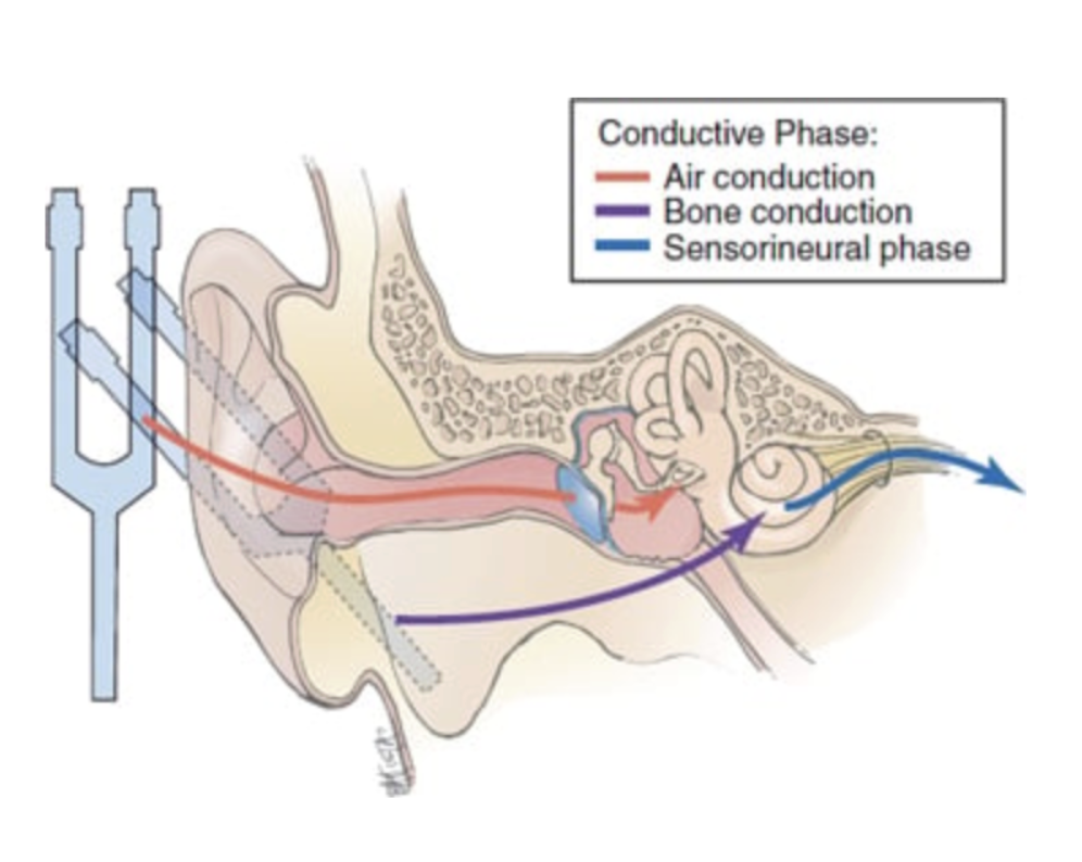 <p>Sound transmission through the external and middle ear</p>