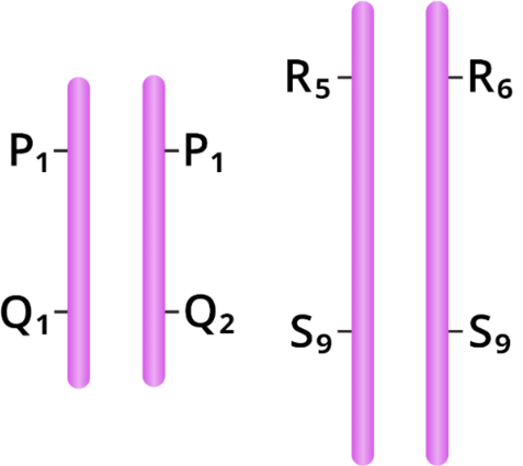 <p><span style="background-color: transparent;">You examine chromosomes from an organism that is supposed to be <strong>2<em>n </em>= 8.</strong></span></p><ol><li><p><span style="background-color: transparent;">It is missing two more pairs of homologous chromosomes.</span></p></li><li><p><span style="background-color: transparent;">It is missing two additional copies of the chromosomes it has.</span></p></li><li><p><span style="background-color: transparent;">It is missing four nonhomologous chromosomes.</span></p></li></ol><p></p>