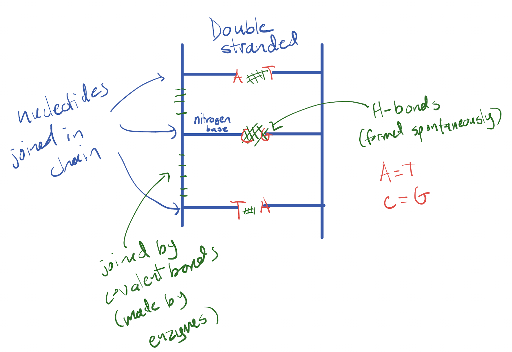 <p>Nucleotides. <br>DNA is made of two strands, each made up of a chain of nucleotides. The chain of nucleotides within one strand are joined by covalent bonds. The two strands connect via hydrogen bonds between base pairs</p>