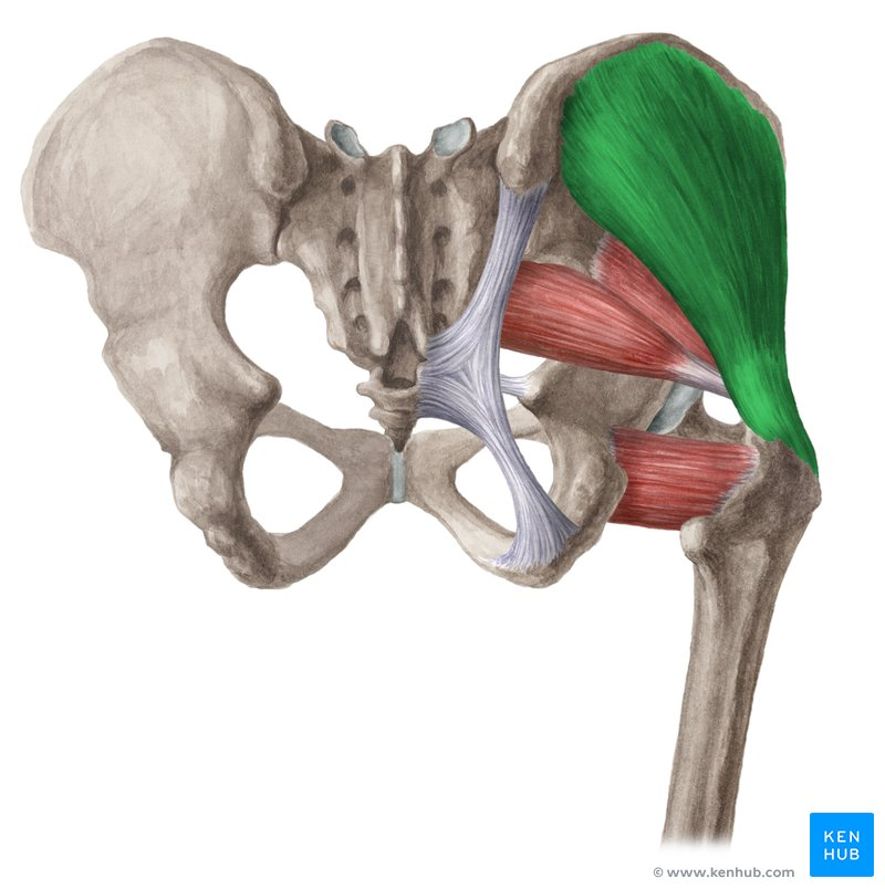 <p>Posterior / Lateral Hip Muscles</p>