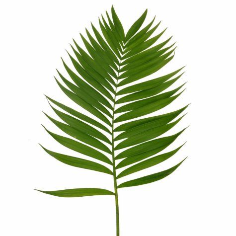 <p>What is the scientific name for this plant?</p>
