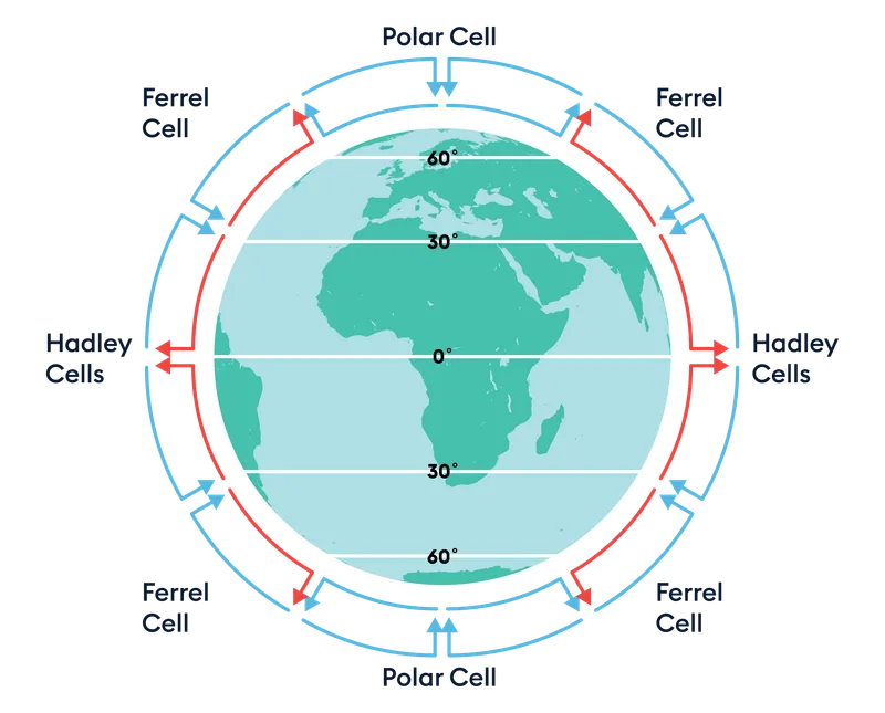 <p>Earth redistributes heat from the equator to the poles using three distinct thermal and dynamic circulation cells in each hemisphere: the Hadley, Ferrel, and Polar cells which are all pressure cells. In these pressure cells, hot air rises and cooler air sinks through the process of convection</p><p></p><p>Hadley cells - <span>Warm air rises at the equator to form a low-pressure belt with heavy rain. Air cools and sinks at 30° latitude to create high-pressure zones and dry deserts.</span></p><p></p><p><span>Ferrel cells - Surface air moves poleward from 30° high pressure to 60° low pressure, deflected by the Coriolis effect into westerlies. Warm and cold air masses clash here, creating unstable weather.</span></p><p></p><p>Polar cells - <span>Cold, dense air sinks at the poles to create high pressure. Surface air flows toward 60° latitude, warming and rising at the polar low-pressure belt. Upper-level air returns to the pole and sinks. </span></p><p></p>
