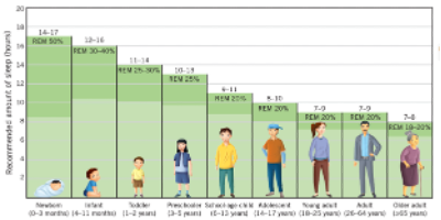 <p><span style="font-family: Aptos, sans-serif;">Older adults may prefer an earlier bedtime and therefore an earlier waking in the morning and may experience advanced sleep phase syndrome: a biological shift forward in sleep-wake cycle. </span><span>Duration of sleep decreases to approx. 6 hours.</span><span style="font-family: Aptos, sans-serif;"> REM &amp; NREM still consistent from previous age groups.</span></p><p><span style="font-family: Aptos, sans-serif;"><strong>Differences across the lifespan.&nbsp;</strong></span></p>