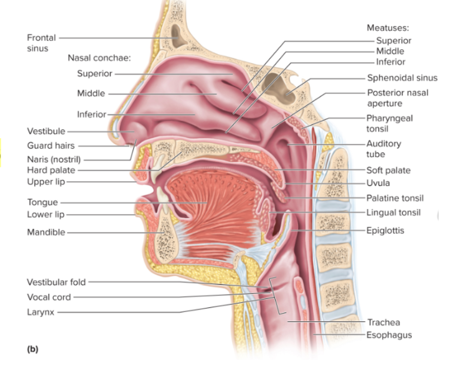 <p>keeps food and drink out of the airway. the superior opening is guarded by the epiglottis and gives the voice box sound</p>