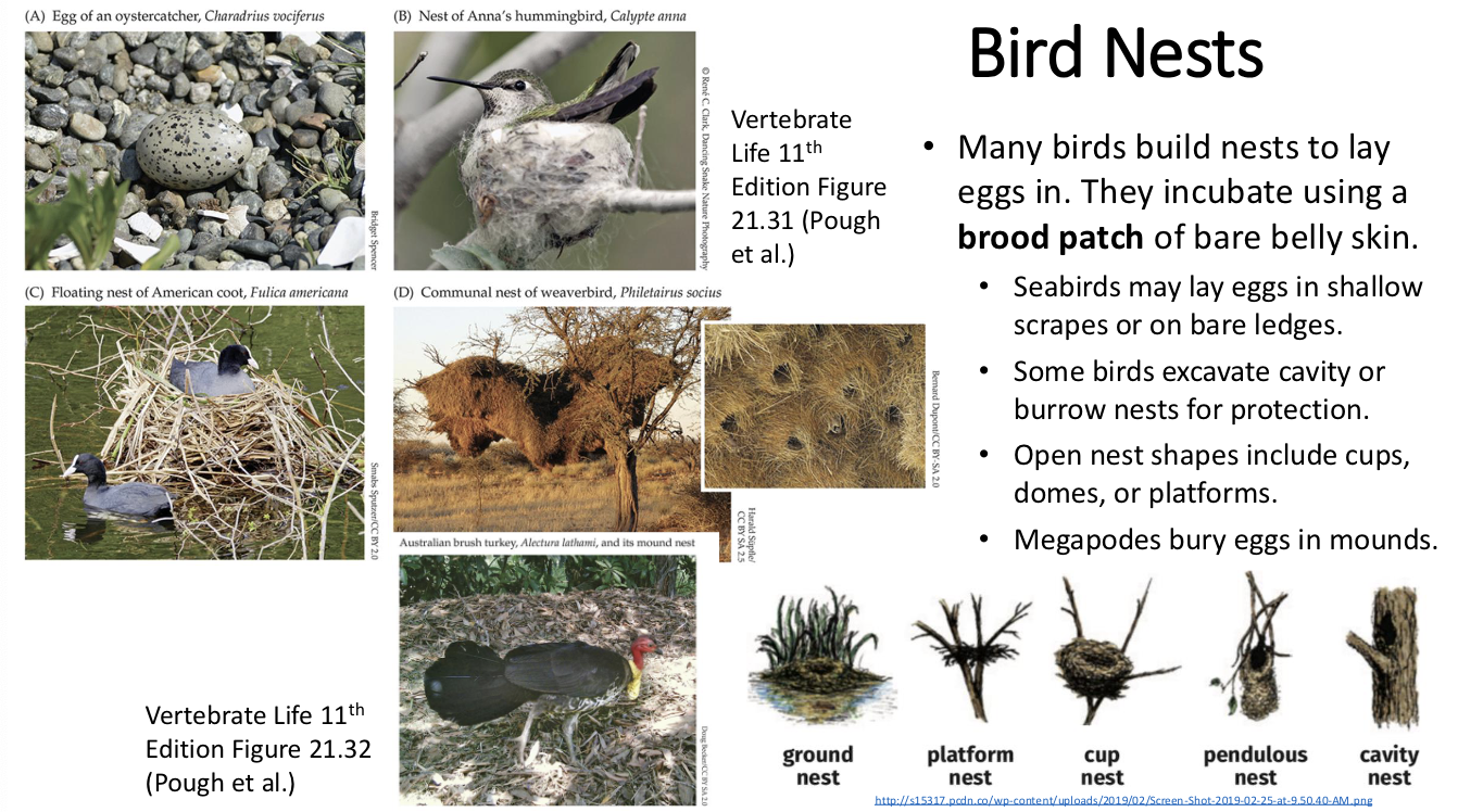 <ul><li><p>many birds build nests to lay eggs in, they incubate using a brood patch, a bare belly of skin</p></li><li><p>nest vary highly between species, families and environments</p></li></ul><p></p>