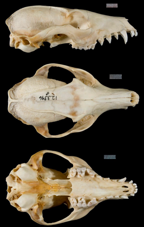 <p>Urocyon cinereoargenteus</p>