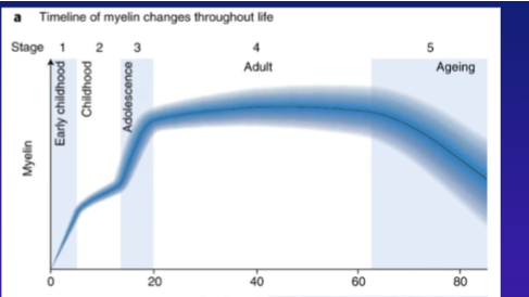 <p>It increases due to myelination, improving communication between neurons.</p>