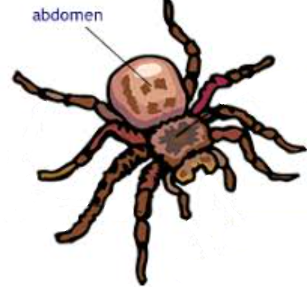 <p>Abdomen</p>