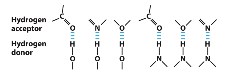 <p><strong><u>Water Forms Hydrogen Bonds with Polar Biolmolecules </u></strong></p><ul><li><p><strong>Hydrogen bonds</strong> readily form between an ________ <span style="color: blue;"><strong><mark data-color="blue" style="background-color: blue; color: inherit;">(the hydrogen acceptor)</mark></strong></span> and a <strong>hydrogen atom covalently bonded to another electronegative atom</strong> <span style="color: green;"><strong><mark data-color="green" style="background-color: green; color: inherit;">(the hydrogen donor)</mark></strong></span></p></li></ul><p></p>