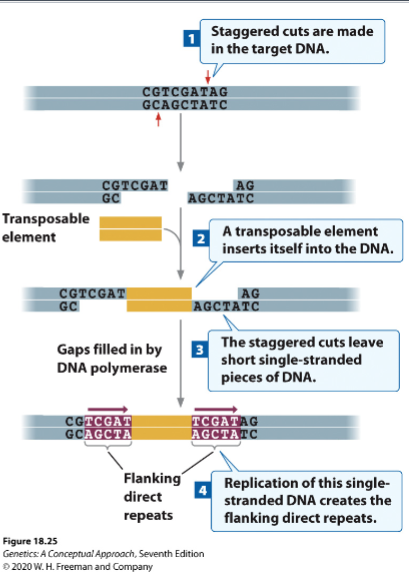 <p>A short identical DNA sequence found on both sides of a transposon after it inserts into the genome.</p><ul><li><p>Created when <strong>transposase makes staggered cuts in the target DNA</strong>.</p></li><li><p><strong>DNA polymerase </strong>fills the gaps, duplicating the target sequence.</p></li><li><p>The duplicated sequences appear <strong>on both sides of the transposon</strong></p></li></ul><p></p>