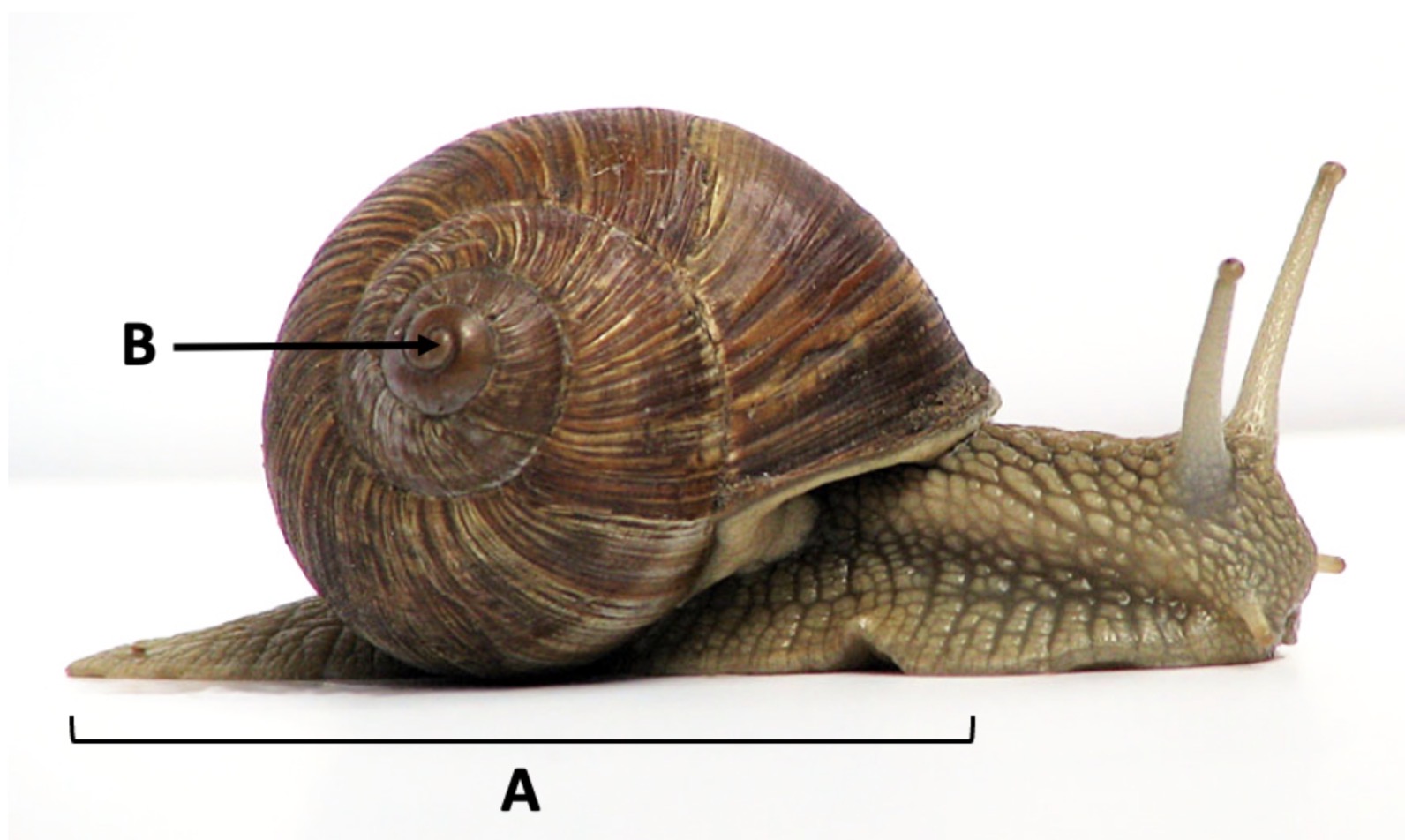 <p>Identify structure A</p>