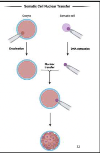<p>Nuclei Can be Reprogramed. Clone adult animal - Xenopus frog - by nuclear reprogramming</p><ol><li><p>Remove the nuclei for a verified stem cell.</p></li><li><p>Collect the Nuclei from a terminally differentiated cell.</p></li><li><p>Place the Nuclei into the stem cell.</p></li></ol><p>The newly derived hybrid cell is pluripotent, like the original stem cell. There is a large-scale remodeling of the chromatin Chromatin decondenses (nuclei grow 50x). X-inactivation is reversed → The factors for creating stemness were from the cytoplasm.</p>