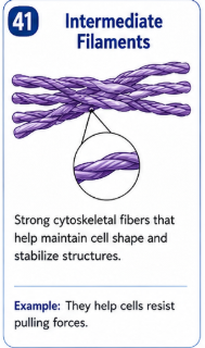 <p>Strong cytoskeletal fibers that help maintain cell shape and stabilize cellular structures. </p>