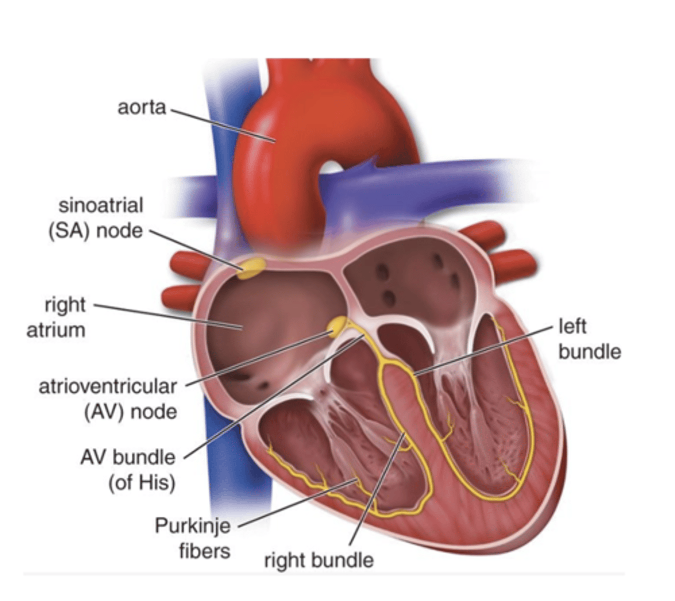 <p>What do the right and left bundle branches arise from?</p>