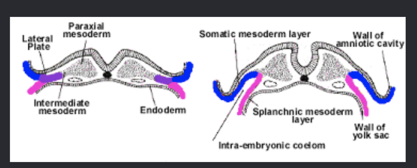 <p>somatic and splanchic layer of mesoderm</p>