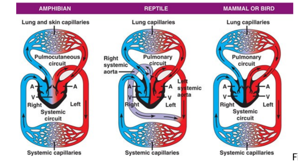 <ul><li><p>amphibians, reptiles, mammals and birds have double circulation</p><ul><li><p>blood leaving heart passes through only one set of capillary beds before returning to heart- either pulmonary or system </p></li></ul></li><li><p>oxygen-poor blood flows through pulmonary circuit to pick up oxygen through the lungs </p><ul><li><p>amphibians have a pulmocutaneous circuit (lungs + skin)</p></li></ul></li><li><p>oxygen-rich blood delivers oxygen through the systemic circuit</p></li></ul><p></p>