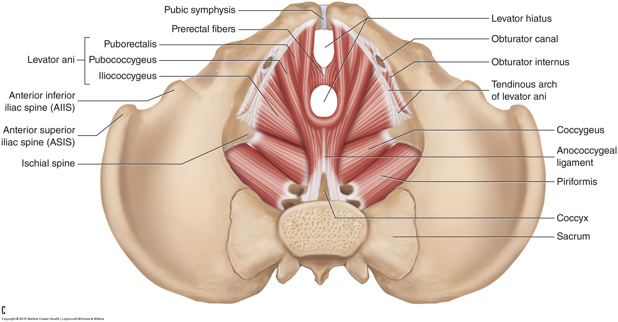 <ul><li><p>a broad muscular sheet that forms the pelvic diaphragm along with the coccygeus</p></li><li><p>formed from 3 muscles:</p><ul><li><p>puborectalis</p></li><li><p>pubococcygeus</p></li><li><p>iliococcygeus</p></li></ul></li><li><p>function to stabilize the abdominal and pelvic organs and literally stop them from falling straight outta ya </p></li></ul><p></p><p>origin → puborectalis: poserior surface of bodies of pubic bones </p><p>→ pubococcygeus: posterior surface of bodies of pubic bones (lateral to puborectalis)</p><p>→ ischiococcygeus: tendinous arch of internal obturator fascia, ishcial spine</p><p>insertion → puborectalis: none (forms puborectal sling posterior to rectum)</p><p>→ pubococcygeus: anococcygeal ligament, coccyx, perineal body, musculature of prostate/vagina</p><p>→ iliococcygeus: anococcygeal ligament, coccyx</p><p>action → stability and support of abdominal and pelvic organs, resistance against increased intra abdominal pressure, opening and closing of the levator hiatus</p><p>innervation → nerve to levator ani (S4); pubococcygeus also receives branches via inferior rectal/perineal branches of pudendal nerve (S2-S4)</p><p>blood supply → inferior gluteal, inferior vesical, pudendal arteries</p>