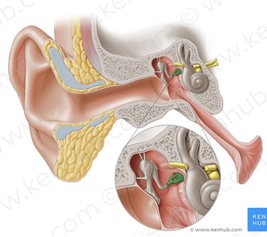 <p>What part of the ear is this?</p>