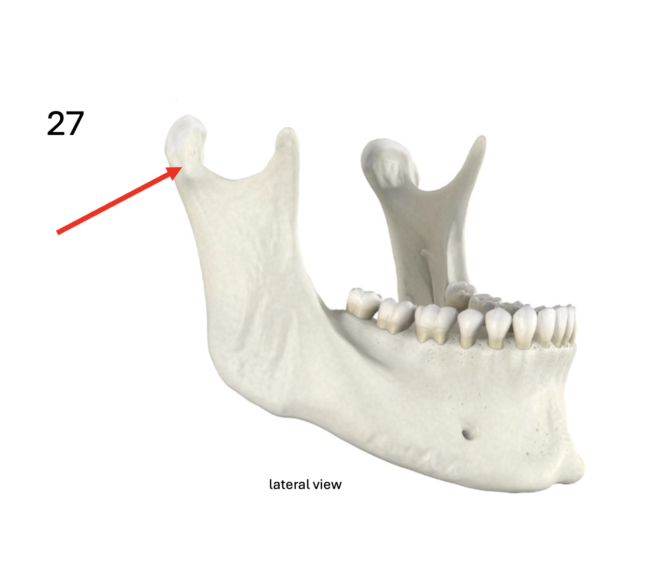 <p>Identify the <strong>bone and landmark</strong></p>
